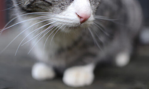 AYX体育官网-“校园足球课程入选国家基础教育课程体系”，教育部_全国已认定2.7万所校园足球特色学校