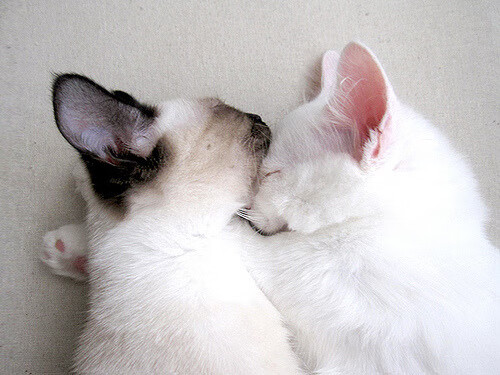 爱游戏平台-墨西哥队在巴黎奥运会比赛中展现出强大的个人突破能力，墨西哥奥运会战绩