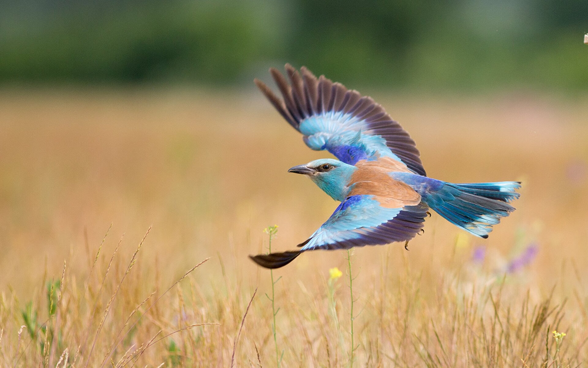 攀岩世界赛:勇者无畏,再攀高峰,攀岩世界比赛