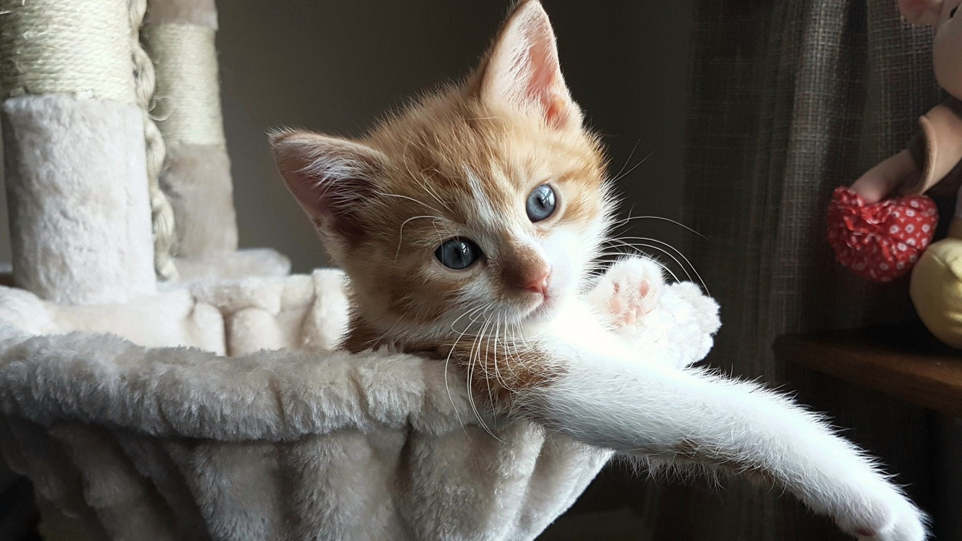 AYX体育官网-保利斯塔（Paulista），保利斯塔嘉宝果特点