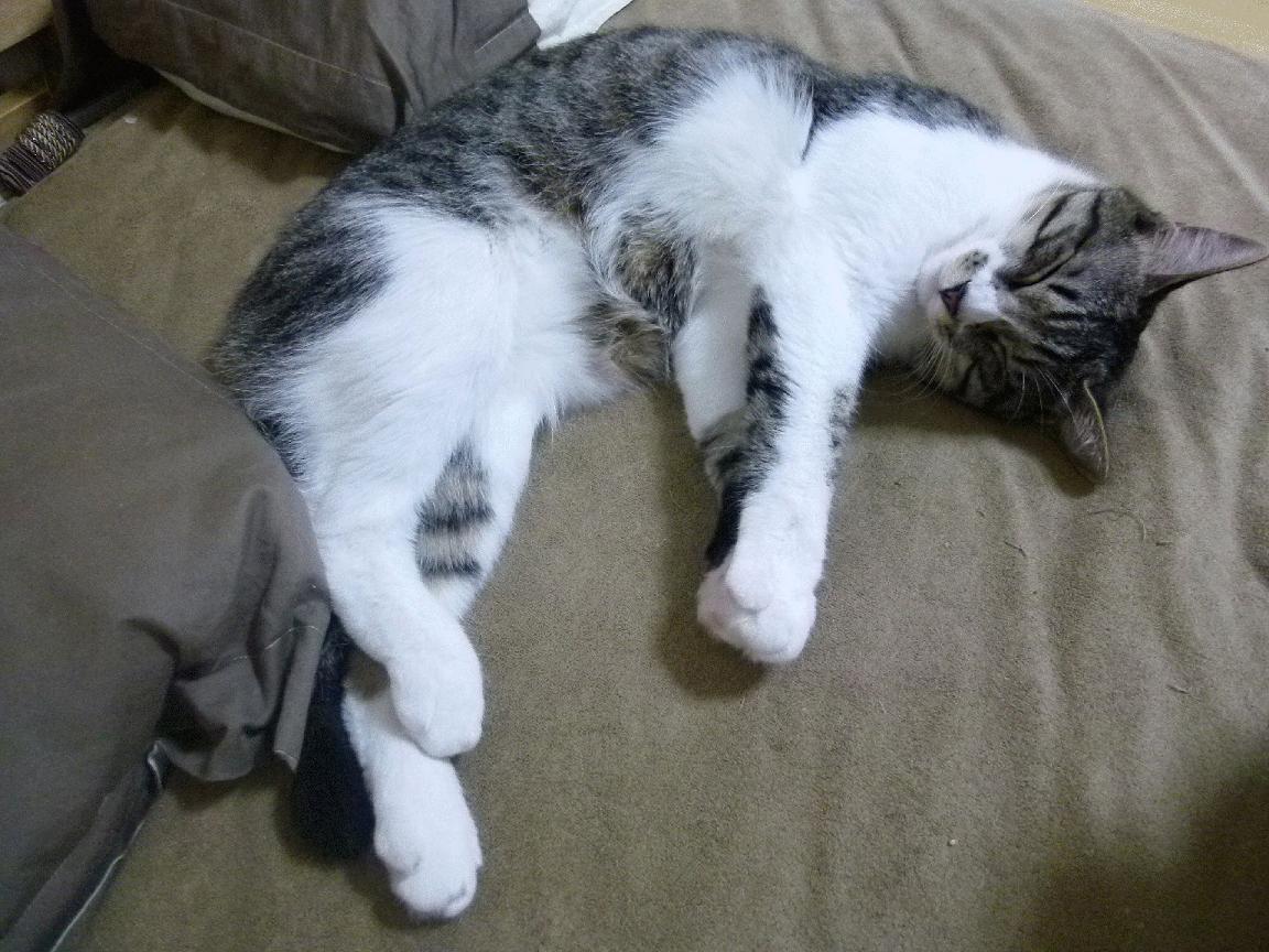 爱游戏体育（AYX）官方APP下载-塞尔维亚队迎来胜利 马其顿战败，塞尔维亚队迎来胜利 马其顿战败原因