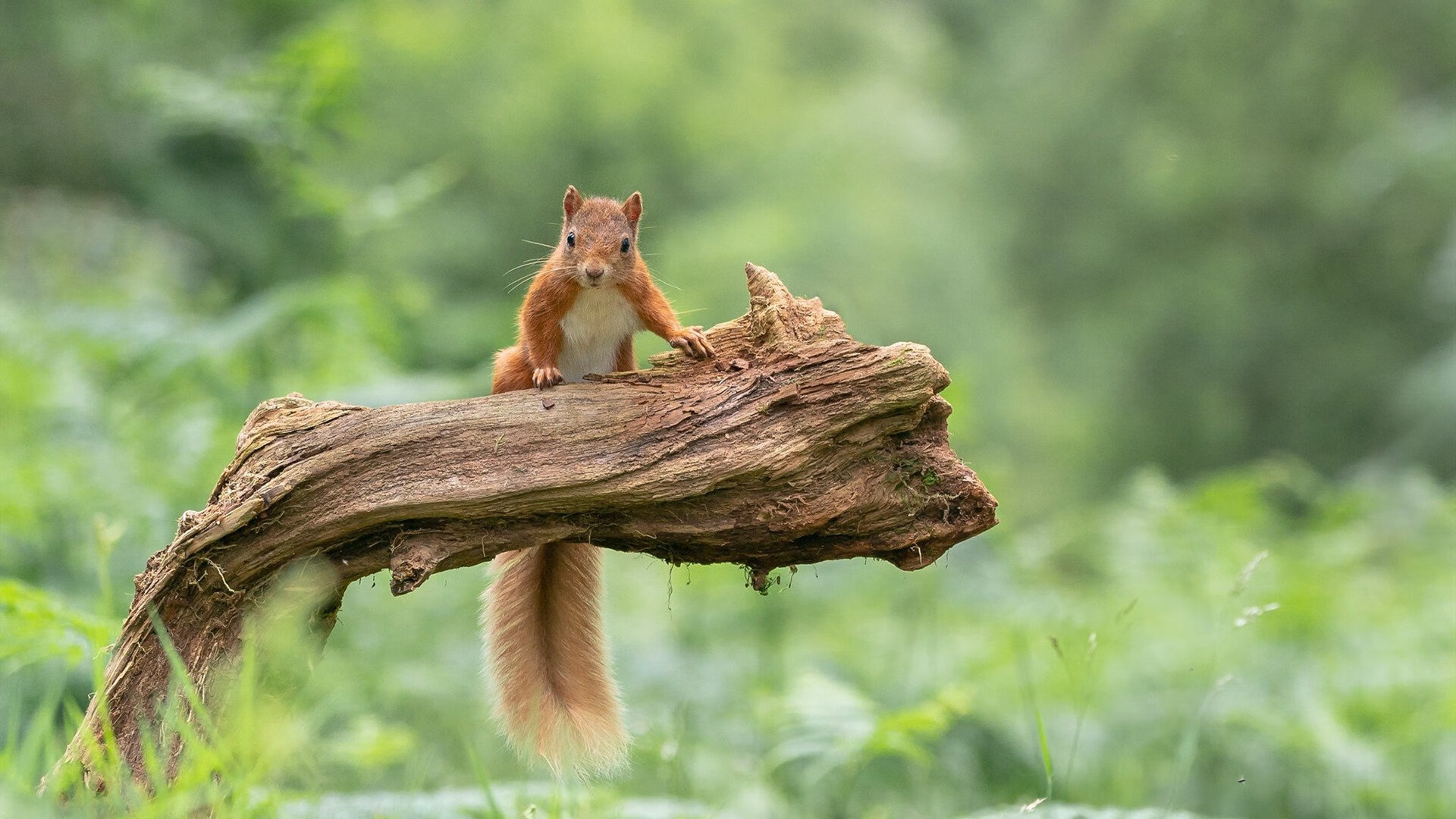 斯图加特收获一场胜利,继续保持势头,斯图加特怎么样