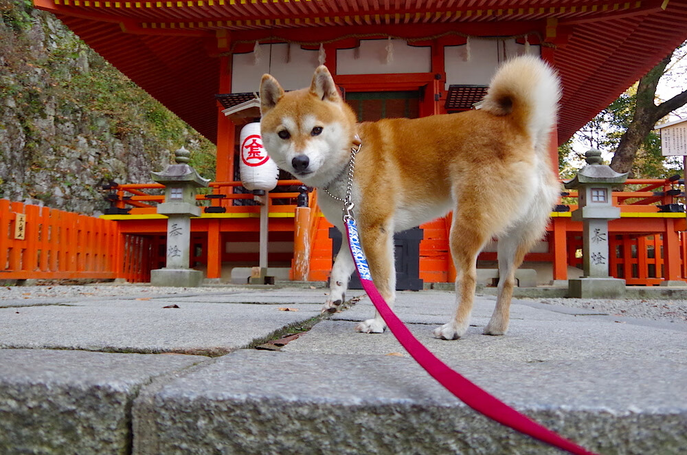 斯图加特是否已适应德甲节奏,斯图加特转会