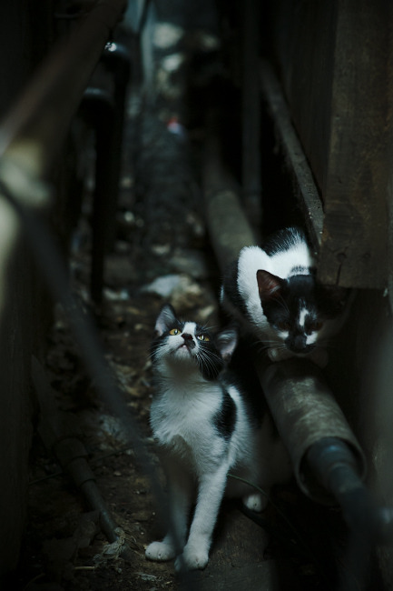 AYX SPORTS-独行侠依靠东契奇客场取胜，独行侠东契奇打的什么位置