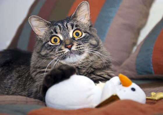 AYX体育-视频教学是否影响球员实战判断力，视频教学是否影响球员实战判断力呢