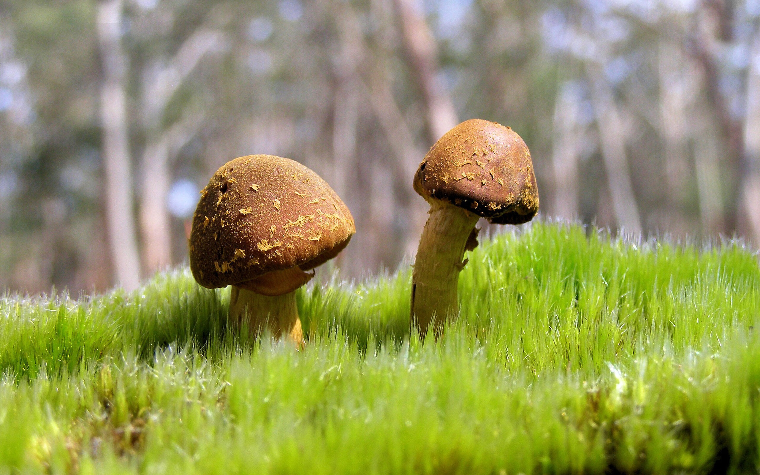 AYX GAME-阿尔阿赫利客场表现稳健，阿尔谢赫里