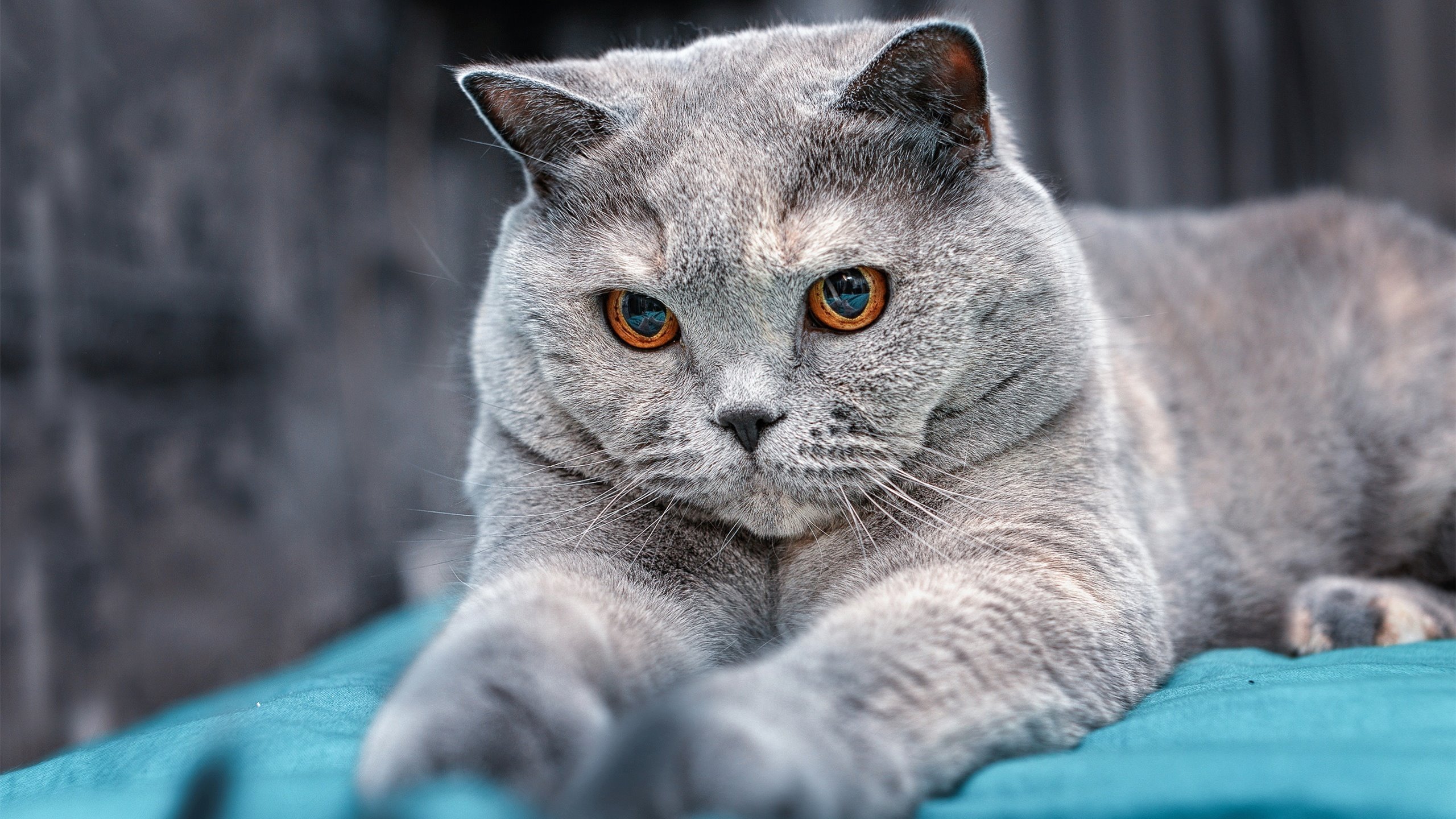 世俱杯决赛现场：两大豪门血战至最后一秒，世俱杯决赛2021