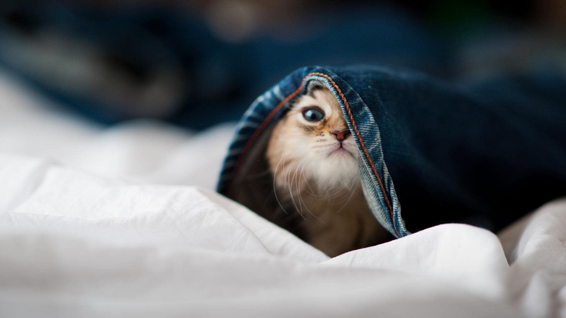 生态足球：推动绿色发展，保护足球场环境，足球场污染环境吗