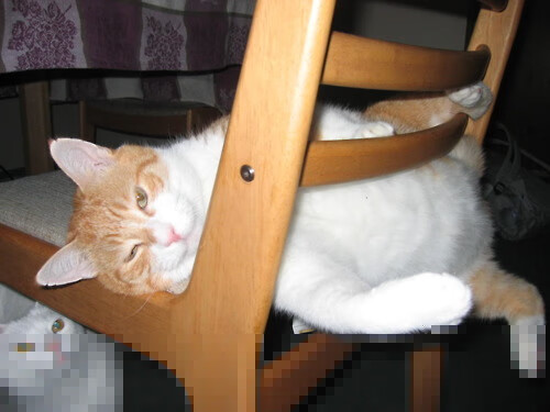 体育新闻中心拓展国际体育传播合作网络,国际新闻体育新闻