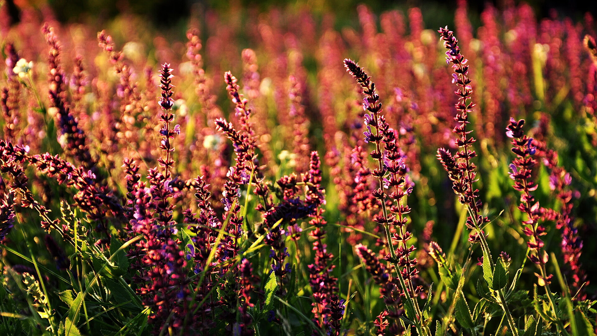 AYX SPORTS-冠军冲刺阶段保持高效率划水，冲刺冠军的口号