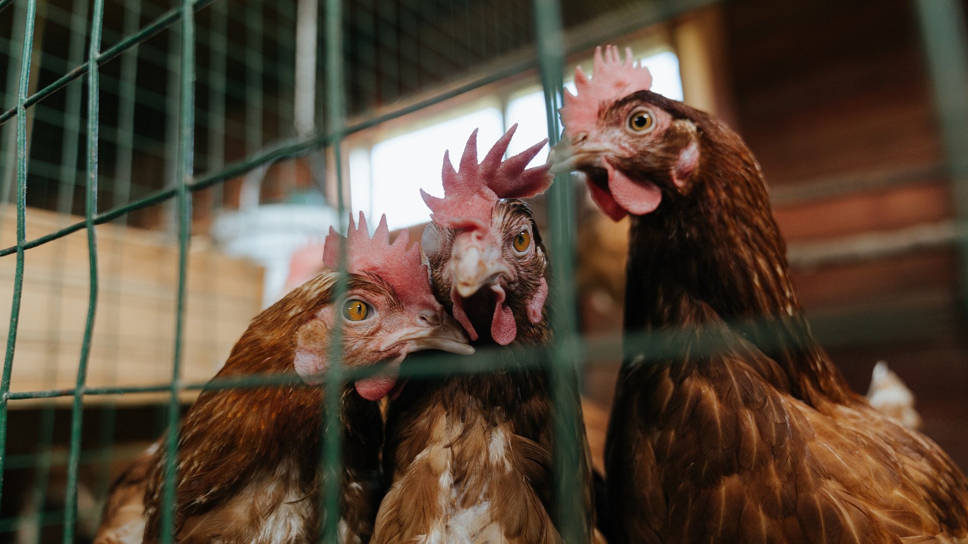 德国队后程冲刺略逊 仍具潜力,德国队can