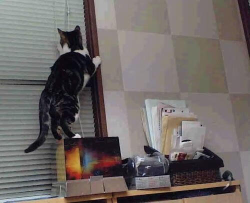 AYX GAME-男子自由泳展现冲金希望，男子自由泳视频