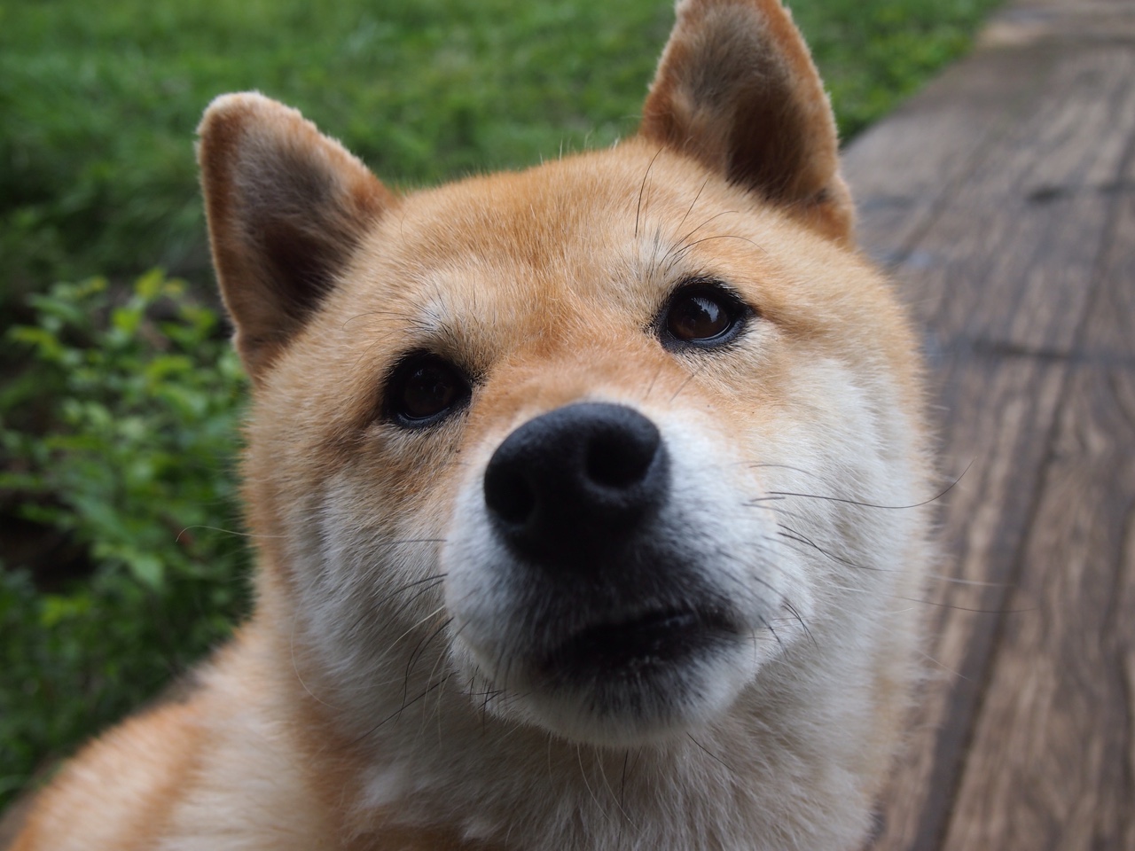 公牛加强对抗积极抢下前场篮板,公牛队篮板