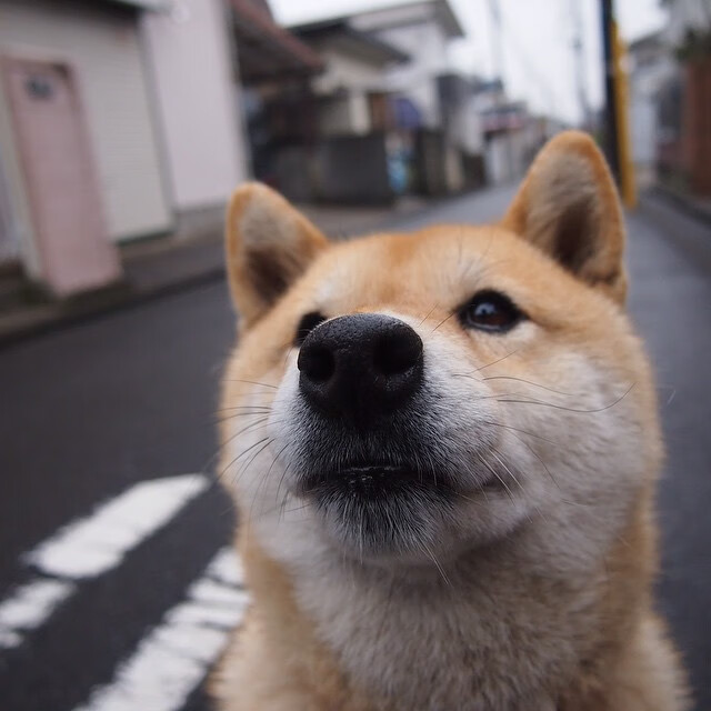 大卫·波波维奇男子100米自由泳决赛强势亮相,波波夫 自由泳